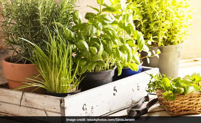 Consult a doctor before you start consuming a herbal medicine