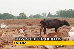 Eight Officers Suspended In UP After Cows Found Dead At Cattle Shelters Eight Officers Suspended In UP After Cows Found Dead At Cattle Shelters