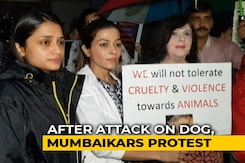 On CCTV, Dog Trying To Take Shelter In Mumbai Building During Rain Beaten On CCTV, Dog Trying To Take Shelter In Mumbai Building During Rain Beaten