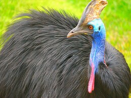 Delhi Zoo's Last Cassowary, "World's Most Dangerous Bird", Dies Delhi Zoo's Last Cassowary, "World's Most Dangerous Bird", Dies