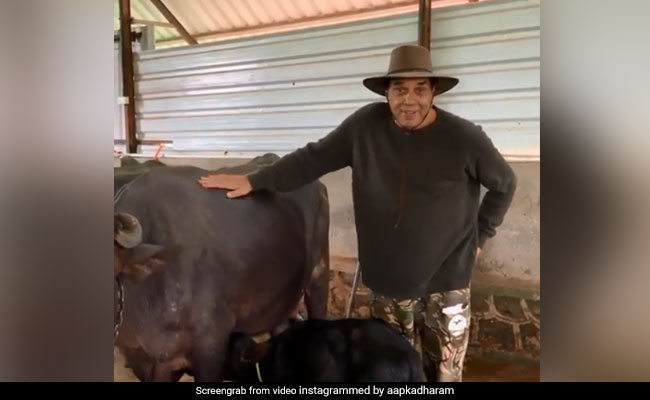 धर्मेंद्र अपने तबेले में काम करते आए नजर, बोले- भैंसों के साथ भैंस बनना पड़ता है- देखें Video