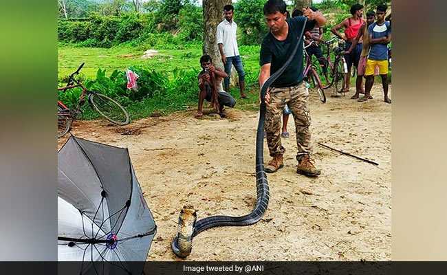 14-Foot King Cobra Rescued From Tea Estate In Assam