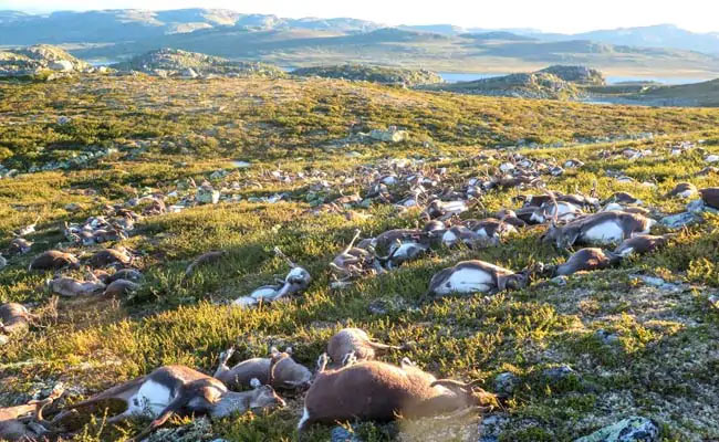 Over 200 Reindeer Found Dead In Norway, Researchers Blame Climate Change