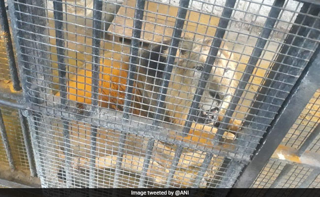 Five-Year-Old Asiatic Lion Suffering From Paralysis Dies In Hyderabad Zoo