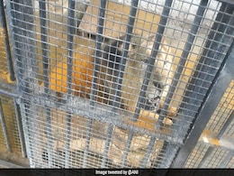 Hyderabad Zoo Lions Have SARS-CoV2, Not Covid. No Risk To Humans: Centre Hyderabad Zoo Lions Have SARS-CoV2, Not Covid. No Risk To Humans: Centre