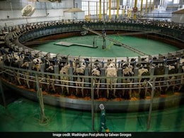 How Qatar's Cows Show Growing Resistance To Saudi-Led Boycott How Qatar's Cows Show Growing Resistance To Saudi-Led Boycott
