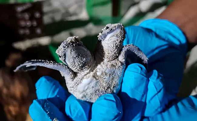 Two-Headed Baby Turtle Dies Days After Being Found In Malaysia