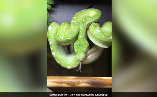 Video में देखें दुनिया का सबसे महंगा सांप, जितने में खरीद सकते हैं बंगला