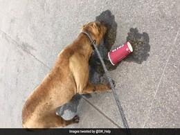 On Video, Man Chases Dog On London Railway, Adding To Commuter Heat Misery On Video, Man Chases Dog On London Railway, Adding To Commuter Heat Misery