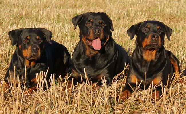 Italy's Poo Patrol: DNA Tests Mandatory For All Dogs In This City