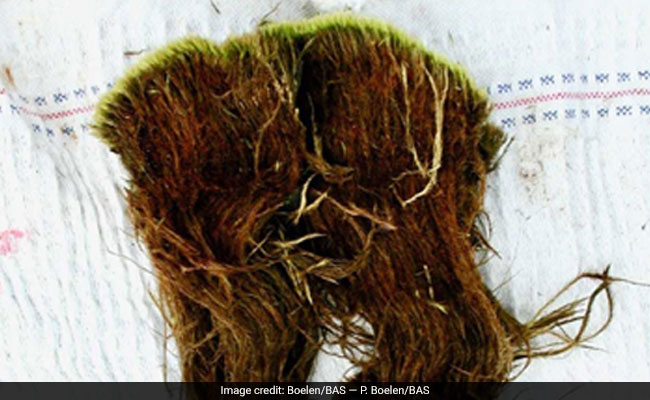 Ancient Life Awakens Amid Thawing Ice Caps And Permafrost