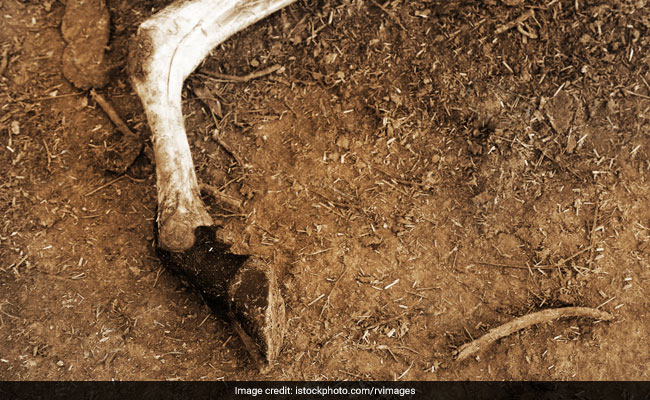 35 Cattle Found Dead At UP Shelter In Prayagraj