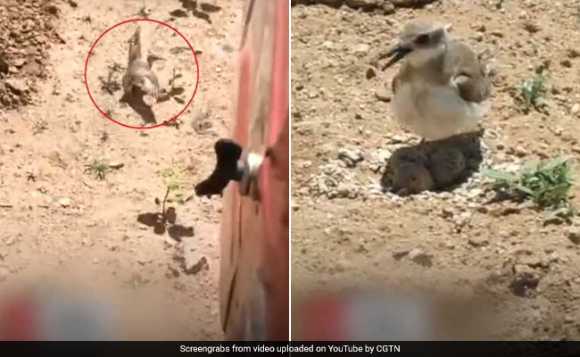 अंडों को ट्रैक्टर से बचाने के लिए चिड़िया खड़ी हो गई सामने, ऐसे बचाई बच्चों की जान, देखें VIDEO