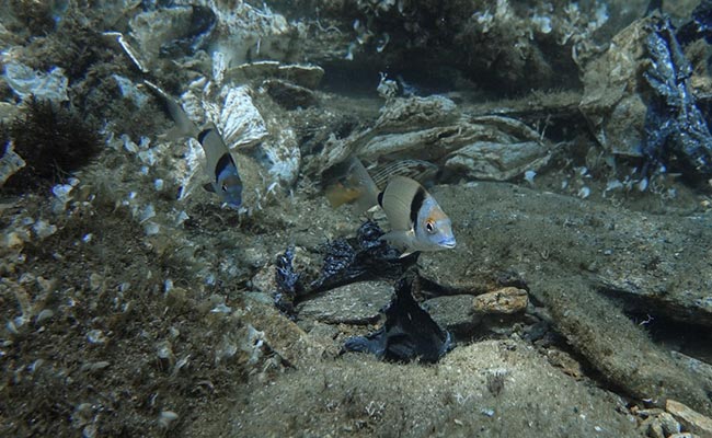 In Greece's Aegean Sea, Divers Find "Gulf Of Plastic Corals"