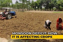 With Deficit In Monsoon, Sowing Of Crucial Crops Takes A Big Hit With Deficit In Monsoon, Sowing Of Crucial Crops Takes A Big Hit