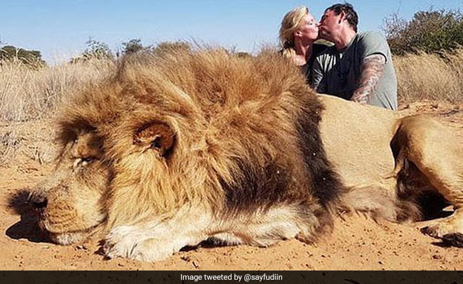 शेर को मारकर खुशी से Kiss करने लगा कपल, फूटा लोगों का गुस्सा, जमकर मचा बवाल