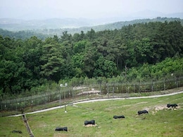 North Korean Soldier Crosses Demilitarised Zone Into South North Korean Soldier Crosses Demilitarised Zone Into South