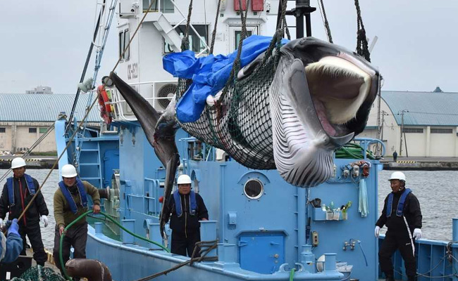 "Worth Waiting For 31 Years": Japan Whalers Bring Ashore 27 Feet Catch