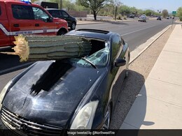 "Miraculous" Escape For Driver As Cactus Crashes Into Car "Miraculous" Escape For Driver As Cactus Crashes Into Car