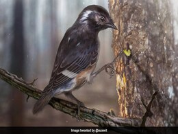 Fossil Of Bird With Unusually Long Toes From 99 Million Years Ago Found Fossil Of Bird With Unusually Long Toes From 99 Million Years Ago Found