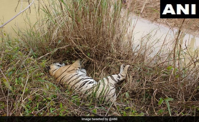 Tigress, 2 Cubs Found Dead In Maharashtra Forest