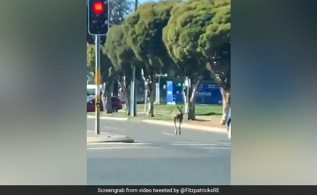 Only In Australia: Kangaroo Bounces Through City, Runs Red Light