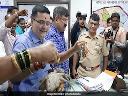 "Arrest" Crabs: NCP's Jibe At Maharashtra Minister Over Dam Breach Remark "Arrest" Crabs: NCP's Jibe At Maharashtra Minister Over Dam Breach Remark