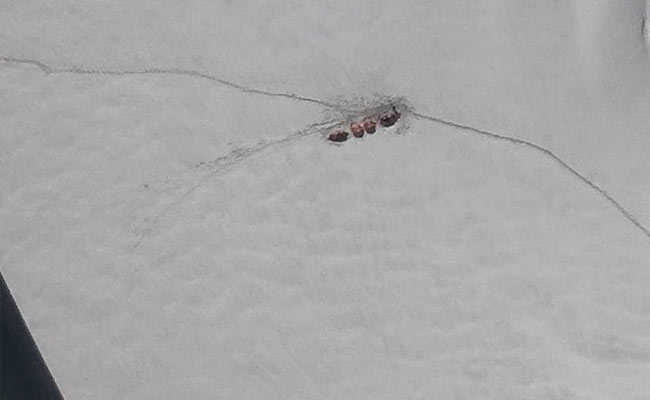 Bodies Of 7 Climbers From Nanda Devi Brought Down In "Daredevil" Op