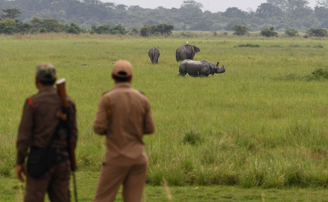 Rare Rhinos In Kaziranga National Park In Danger As Assam Floods Worsen