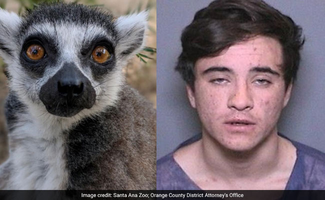 US Teen Charged With Stealing Jewels, Rolexes, Then Linked To A Lemur