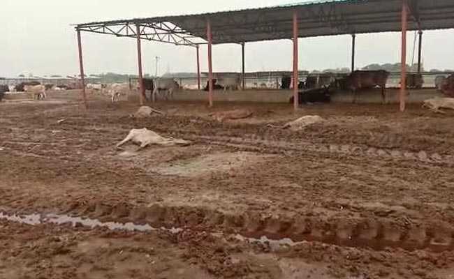 उत्तर प्रदेश: 600 करोड़ रुपये के फंड आवंटन के बाद भी गौशालाओं में मर रही हैं सैकड़ों गायें, सीएम ने अधिकारियों को किया सस्पेंड