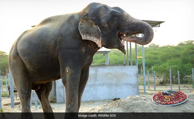 Elephant Rescued From Captivity Celebrates 5 Years Of Freedom - With Cake
