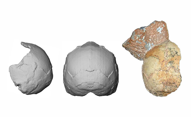 "Oldest Remains" Found Outside Africa Resets Human Migration Clock