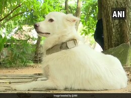 Kerala Man Abandons Pet Dog, Leaves Bizarre Note Attached To Collar Kerala Man Abandons Pet Dog, Leaves Bizarre Note Attached To Collar