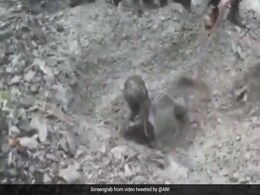 CRPF के खोजी कुत्ते ने ऐसे ढूंढ निकाला जमीन के नीचे दबे शख़्स को, देखें- VIDEO  CRPF के खोजी कुत्ते ने ऐसे ढूंढ निकाला जमीन के नीचे दबे शख़्स को, देखें- VIDEO