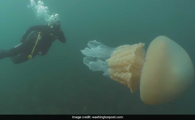 Video: Woman Sees Something Large Underwater - Human-Sized Jellyfish