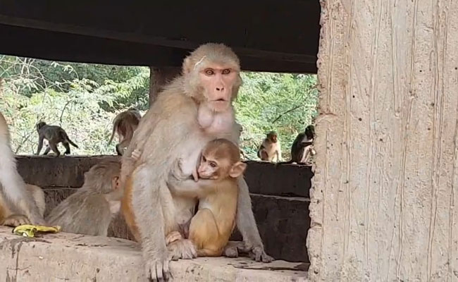 4-Month-Old Baby Dies After Monkey Throws Him Off Building In UP: Report