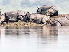 From Flood-Hit Assam, A Photo Of Rhinos Huddled On A Small Piece Of Land