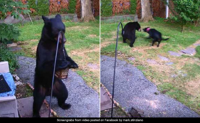 Caught On Camera: Fearless Dog Chases Away Bear From Backyard