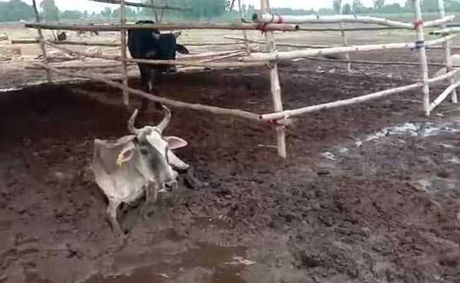 Eight Officers Suspended In UP After Cows Found Dead At Cattle Shelters