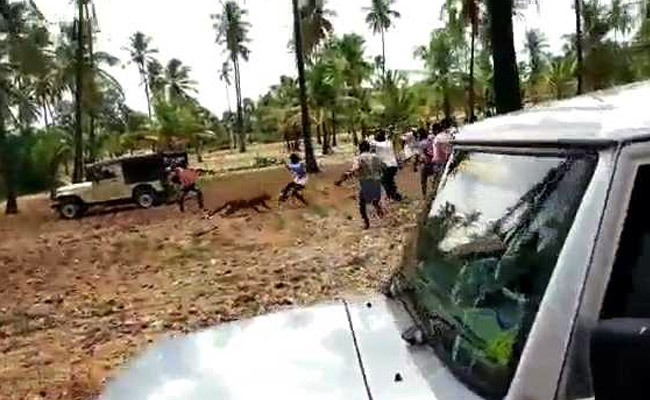 On Video, Leopard Killed By Karnataka Mob In Front Of Forest Ranger