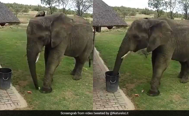 हाथी ने कचरे को डाला डस्टबिन में, लोग बोले- 'जानवर कर सकते हैं तो इंसान क्यों नहीं?' देखें VIDEO