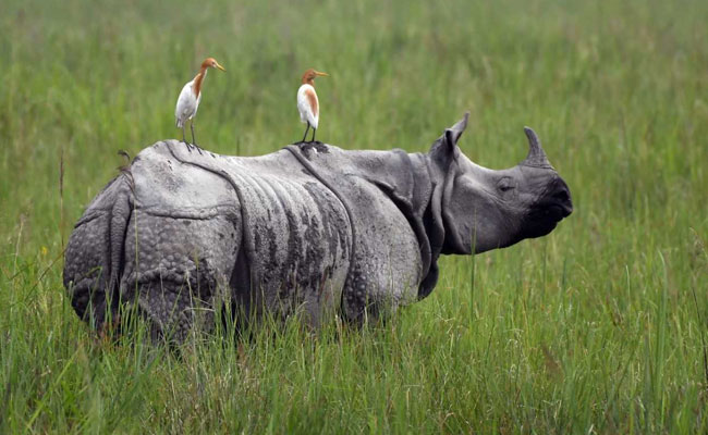 Poacher Killed, Another Arrested In Assam