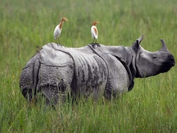 Why Rs 6,950-Crore Kaziranga Elevated Corridor Is A Game Changer