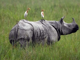 Why Rs 6,950-Crore Kaziranga Elevated Corridor Is A Game Changer