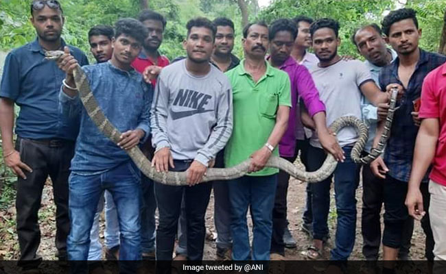 Rare 11-Feet Snake Weighing 25 Kg Rescued In Odisha