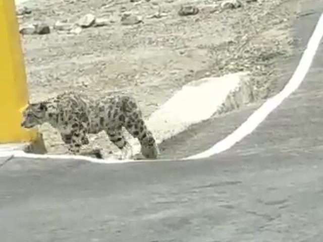 Endangered Snow Leopard Spotted On Nelong Valley Bridge In Uttarakhand