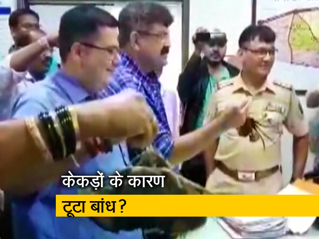 महाराष्ट्र के जलमंत्री का बयान, हादसे के लिए केकड़ों को ठहराया ज़िम्मेदार