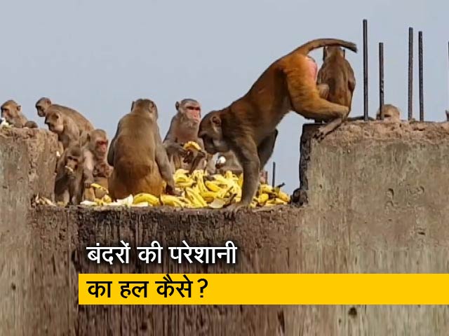 बंदरों के आतंक से कैसे निपटेगी दिल्ली की सरकार?