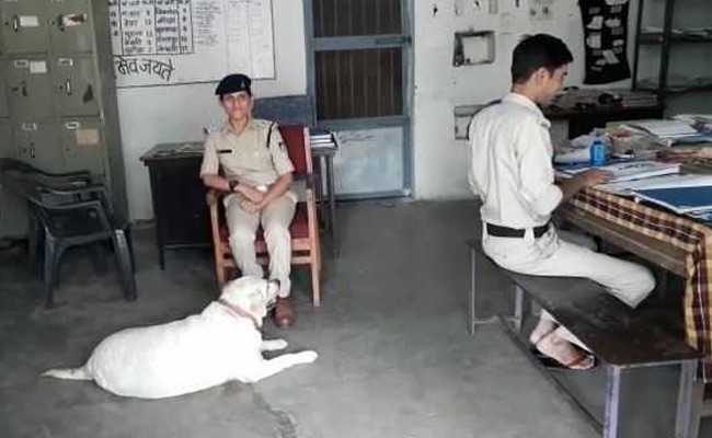 Murder Accused Family In Jail, Madhya Pradesh Cops Care For Pet Labrador